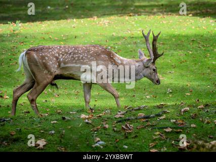 Männlicher brauner Damhirsch, der auf einer Wiese läuft Stockfoto