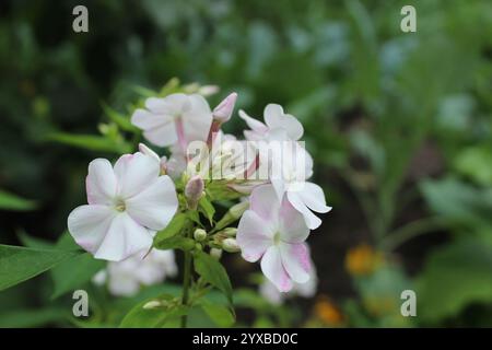 Chinesische Nelke weiß Nahaufnahme. Sommerblumen für ein Blumenbeet. Stockfoto