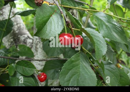 Rote Kirschbeeren auf einem Zweig auf einem Hintergrund aus grünen Blättern. Sommer saisonale Beeren. Beerenanbau. Stockfoto
