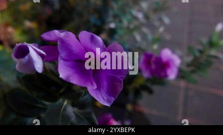 Nahaufnahme Catharanthus roseus, allgemein bekannt als Bright Eyes, Cape Periwinkle Blume Blüte auf der Straße. Gewöhnliche Zimmerpflanzen in Indonesien wegen Stockfoto