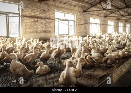 Enten in Aufzuchtstation, Jiang Su Salted Duck Farming Co. Ltd, Xiang Shui County, China, Asien Stockfoto