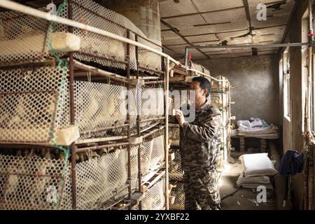 Arbeiter mit Enten in der Aufzuchtstation, Jiang Su Salted Duck Farming Co. Ltd, Xiang Shui County, China, Asien Stockfoto