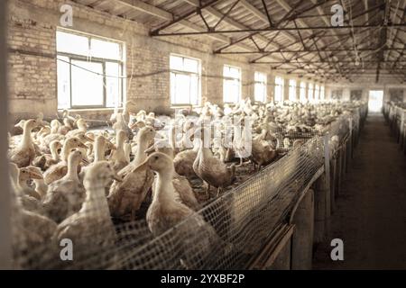 Enten in Aufzuchtstation, Jiang Su Salted Duck Farming Co. Ltd, Xiang Shui County, China, Asien Stockfoto