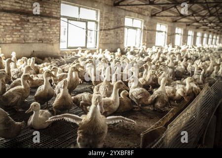 Enten in Aufzuchtstation, Jiang Su Salted Duck Farming Co. Ltd, Xiang Shui County, China, Asien Stockfoto