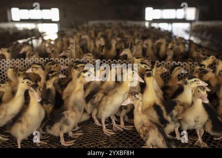 Enten in Aufzuchtstation, Jiang Su Salted Duck Farming Co. Ltd, Xiang Shui County, China, Asien Stockfoto