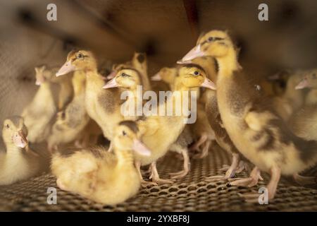 Enten in Aufzuchtstation, Jiang Su Salted Duck Farming Co. Ltd, Xiang Shui County, China, Asien Stockfoto