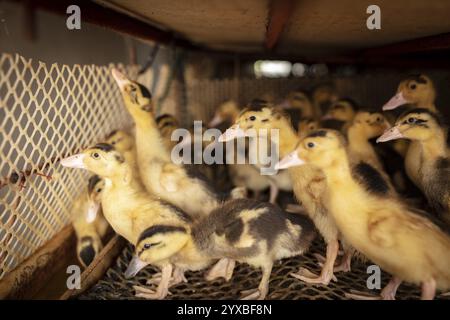 Enten in Aufzuchtstation, Jiang Su Salted Duck Farming Co. Ltd, Xiang Shui County, China, Asien Stockfoto