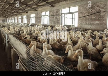 Enten in Aufzuchtstation, Jiang Su Salted Duck Farming Co. Ltd, Xiang Shui County, China, Asien Stockfoto