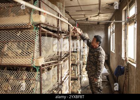 Arbeiter mit Enten in der Aufzuchtstation, Jiang Su Salted Duck Farming Co. Ltd, Xiang Shui County, China, Asien Stockfoto