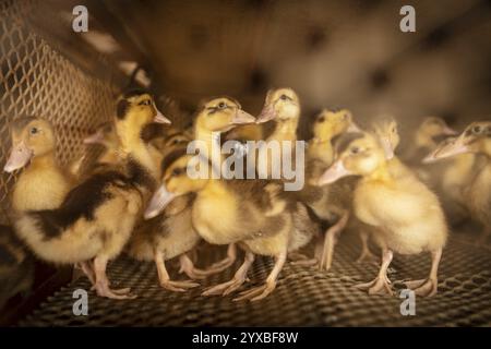 Enten in Aufzuchtstation, Jiang Su Salted Duck Farming Co. Ltd, Xiang Shui County, China, Asien Stockfoto