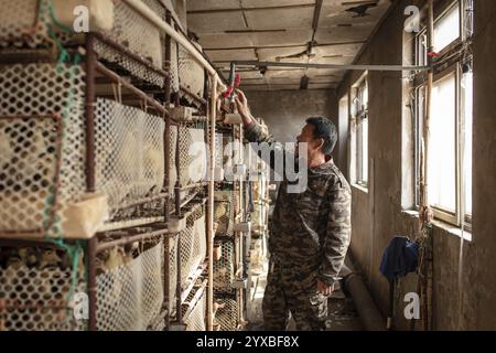 Arbeiter mit Enten in der Aufzuchtstation, Jiang Su Salted Duck Farming Co. Ltd, Xiang Shui County, China, Asien Stockfoto