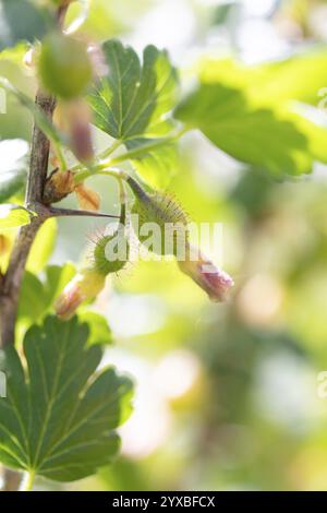 Stachelbeere (Ribes uva-crispa), Nahaufnahme von Jungfrüchten auf Ast, Hessen, Deutschland, Europa Stockfoto