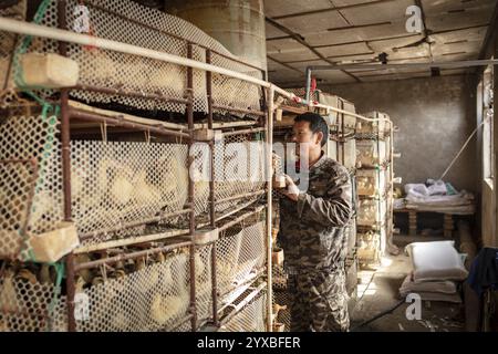 Arbeiter mit Enten in der Aufzuchtstation, Jiang Su Salted Duck Farming Co. Ltd, Xiang Shui County, China, Asien Stockfoto