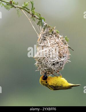 Weaver Bird, Village Weaver, Textor Weaver, Maskierte Weaver, (Ploceus cuccullatus) Baunest. Zimanga, Südafrika, Familie von Weaverbirden, Nest bui Stockfoto