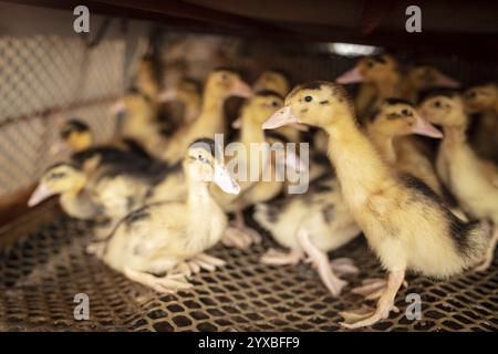 Enten in Aufzuchtstation, Jiang Su Salted Duck Farming Co. Ltd, Xiang Shui County, China, Asien Stockfoto