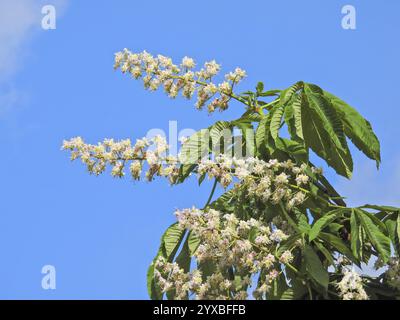 Weiß blühender Flieder, Blüten, Fliederblüten, (Syringa vulgaris), Flieder, Blüte, Blüte Nord, Niedersachsen, Bundesrepublik Deutschland Stockfoto