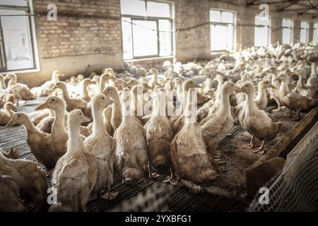 Enten in Aufzuchtstation, Jiang Su Salted Duck Farming Co. Ltd, Xiang Shui County, China, Asien Stockfoto