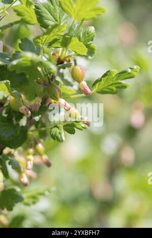 Stachelbeere (Ribes uva-crispa), Jungfrucht auf einem Zweig, Hessen, Deutschland, Europa Stockfoto