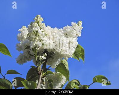 Weiß blühender Flieder, Blüten, Fliederblüten, (Syringa vulgaris), Flieder, Blüte, Blüte Nord, Niedersachsen, Bundesrepublik Deutschland Stockfoto