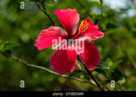 China Rose ist eine einzigartige Hibiskusvariante, die große Doppelblüten in Rosa-, Rot-, Schwarz- und Weißtönen produziert. Rosa chinensis, häufig bekannt Stockfoto