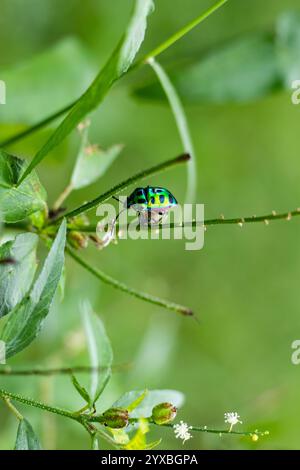 Chrysocoris stollii ist ein Juwel Bug Scutelleridae der Gattung Chrysocoris. Regenbogenschildkäfer, der grüne Juwelenkäfer Asiens oder der Litschi-Schild Bu Stockfoto