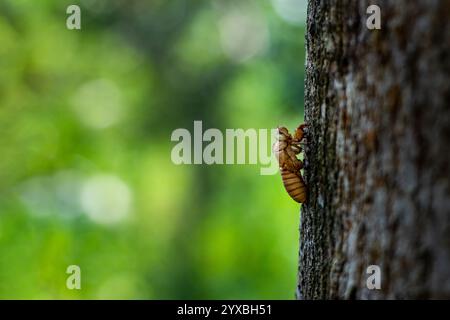 Der Cicada-Schmelzprozess ist lang und langwierig. Die Cicada Husk oder Shell ist ein Bug in der Animal Crossing Serie. Dies ist auch bekannt, dass es in großen Teilen vorkommen kann Stockfoto