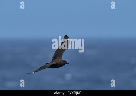 Falkland Skua (Catharacta antarktis) im Flug über die Küste der Bleaker Island auf den Falklandinseln. Stockfoto