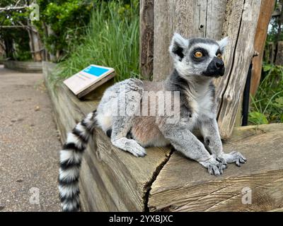 Ein Ringschwanzlemur, der auf einer Holzwand im Londoner Zoo sitzt Stockfoto