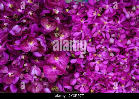 Nahaufnahme von Blumen auf einem Bangkok Markt Stockfoto