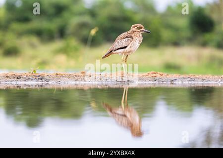 Wasserdickknie (Burhinus vermiculatus), Zimanga, Südafrika Stockfoto