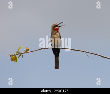 Bienenfresser mit weißer Front Bienenfresser mit weißer Front Stockfoto