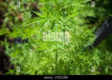 Grüner organischer Hintergrund voller Artemisia annua, auch bekannt als süßer Wermut, süße annie, süßes Sagewort, jährliches Beifuß oder jährlicher Wermut. Stockfoto