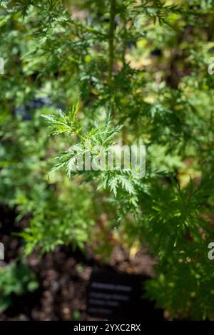 Grüner organischer Hintergrund voller Artemisia annua, auch bekannt als süßer Wermut, süße annie, süßes Sagewort, jährliches Beifuß oder jährlicher Wermut. Stockfoto