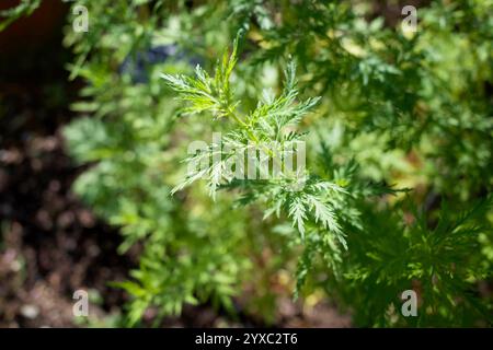 Grüner organischer Hintergrund voller Artemisia annua, auch bekannt als süßer Wermut, süße annie, süßes Sagewort, jährliches Beifuß oder jährlicher Wermut. Stockfoto