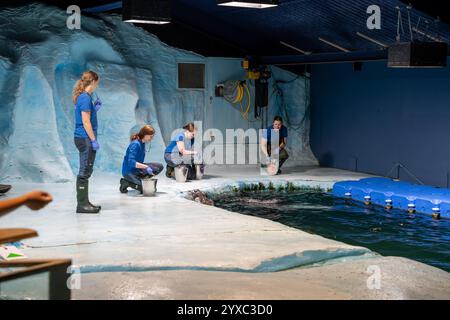 Tromso, Norwegen - 07.04.2024: Robbenschau im Polaria Aquarium in Tromso, Norwegen Stockfoto