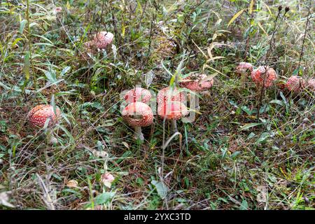 Ein Haufen roter giftiger Fliegenpilze (Amanita muscaria) im Wald Stockfoto