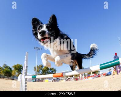 Border Collie, fotografiert in einem niedrigen Winkel in einer extremen Nahaufnahme, als er über einen Agilitätssprung ging Stockfoto