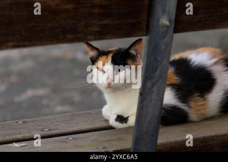 Katze, die ruhig auf einer Holzbank in einer ruhigen Dorfstraße sitzt, umgeben von alten Häusern und einer ruhigen, einfachen ländlichen Atmosphäre. Stockfoto