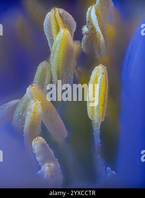 Anthers of a Blue Shades Anemone (Anemone blanda) Blume Stockfoto