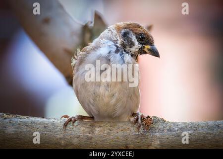 Detailbild eines jungen männlichen Sperlings im Garten (Passer montanus), Vogel auf einem Ast Stockfoto