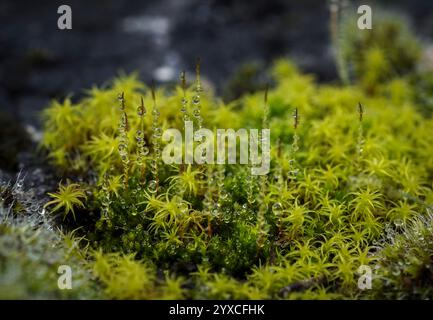 Haircap Moss (Gemeinde Polytrichum), spanien. Stockfoto