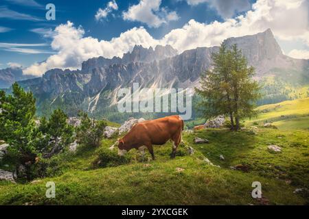 Wunderschöne Landschaft Wiesen und Berge mit Kuh im Vordergrund, Dolomiten, Italien Stockfoto