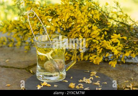 Ginster-Tee mit gelben Ginster-Blüten Stockfoto