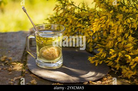 Ginster-Tee mit gelben Ginster-Blüten Stockfoto