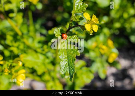 Ein kleiner roter Marienkäfer, der auf einer hellgelben Blume auf einem grünen Feld thront. Das Bild fängt die Schönheit der Natur und das empfindliche Gleichgewicht der ecosys ein Stockfoto