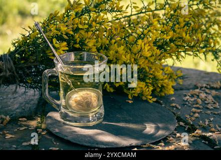 Ginster-Tee mit gelben Ginster-Blüten Stockfoto