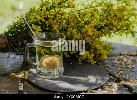 Ginster-Tee mit gelben Ginster-Blüten Stockfoto