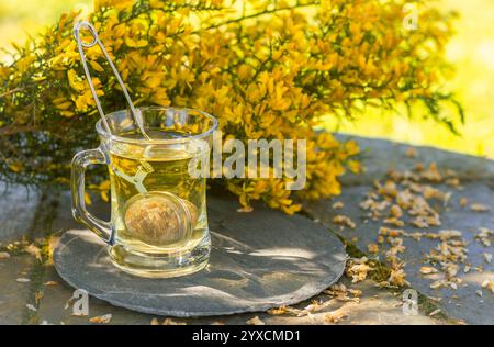 Ginster-Tee mit gelben Ginster-Blüten Stockfoto