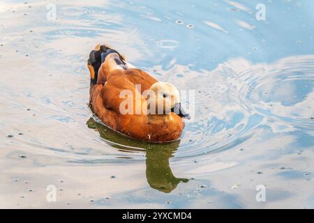 Ruddy Shelduck, oder rote Ente, lat. Tadorna ferruginea, Schwimmen auf einem See. Es ist Wasservögel Familie von Enten, ähnlich wie die gemeinsame. Der Vogel hat einen Orang Stockfoto