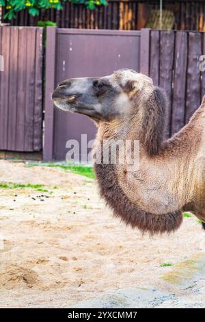Das Baktrische Kamel (Camelus bactrianus) ist ein großer Hufhufling, der in den Steppen Zentralasiens beheimatet ist. Porträt eines Kamels im Zoo. Stockfoto